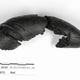 Illustration for article titled This Is What A 250-Year-Old Burnt Pretzel Looks Like